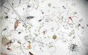 昆冊浩澤 昆冊浩澤